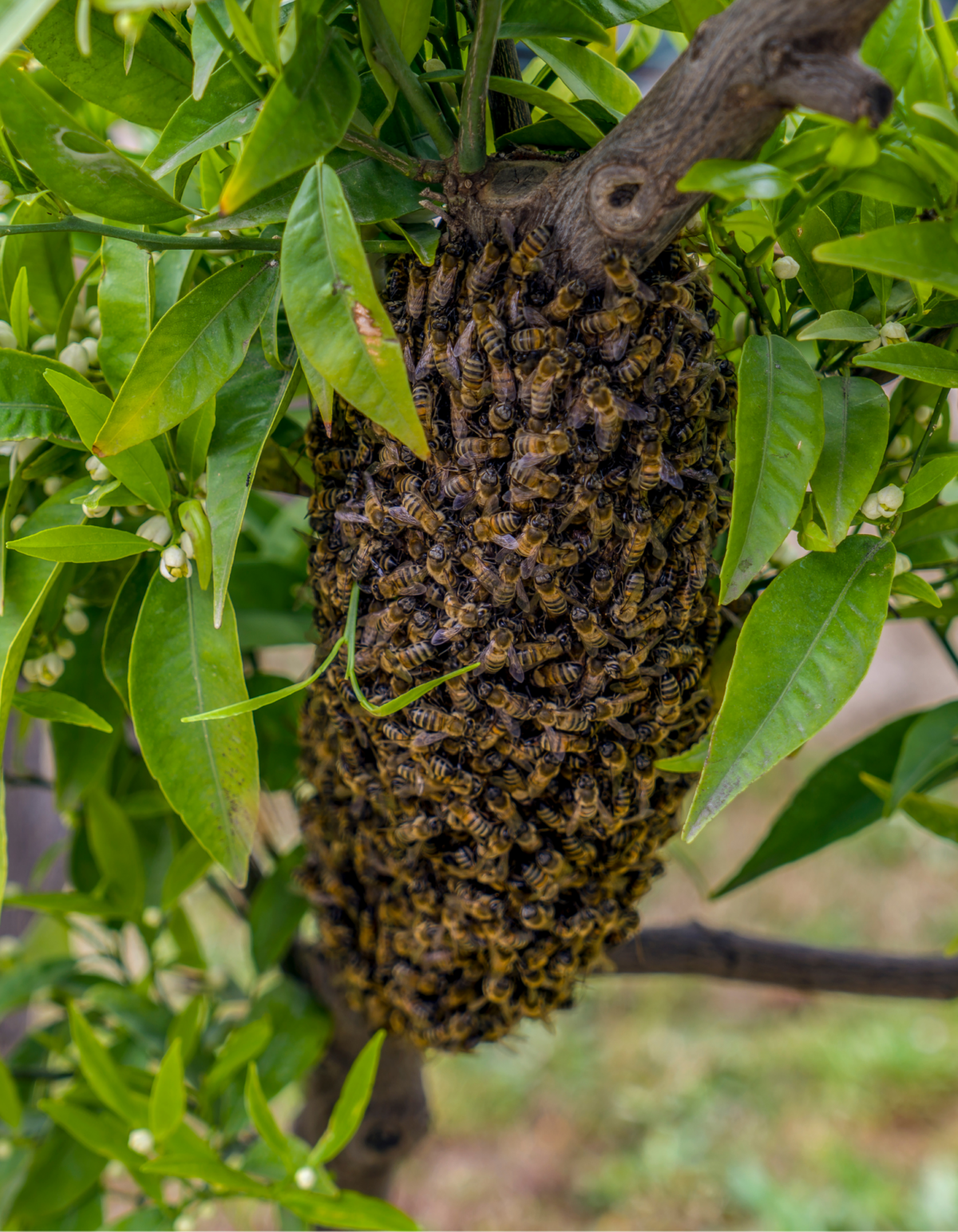 Report A Swarm - Sacramento Area Beekeepers Association